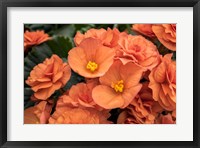 Orange Tuberous Begonia Fine Art Print