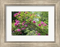 Arbor Of Pink Roses Fine Art Print
