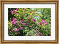 Arbor Of Pink Roses Fine Art Print