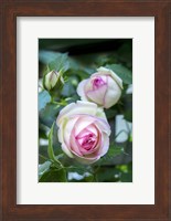 Pink Pierre De Rosard, Eden, Heirloom Roses Fine Art Print