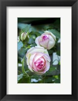 Pink Pierre De Rosard, Eden, Heirloom Roses Fine Art Print