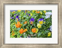 Pansies With Morning Dew Fine Art Print