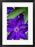 Purple Clematis Fine Art Print