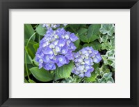 Purple Mophead Hydrangea Fine Art Print