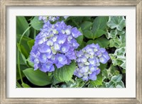 Purple Mophead Hydrangea Fine Art Print
