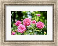Pink Ever-Blooming Rose Bush Fine Art Print