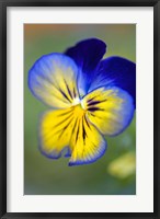 Blue And Yellow Pansy Fine Art Print