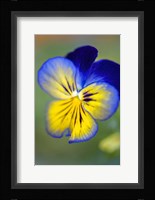 Blue And Yellow Pansy Fine Art Print