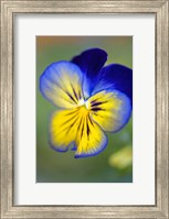 Blue And Yellow Pansy Fine Art Print