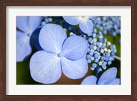 Blue Lacecap Hydrangea Fine Art Print