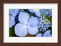 Blue Lacecap Hydrangea Fine Art Print