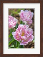 Pink Double Tulips Fine Art Print