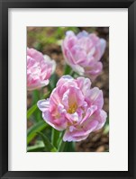 Pink Double Tulips Fine Art Print