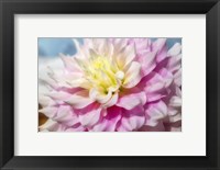 Pink And White Dahlia, Gitts Perfection Fine Art Print