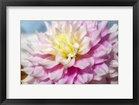 Pink And White Dahlia, Gitts Perfection Fine Art Print