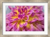 Pink And Yellow Dahlia, Kidd's Climax Fine Art Print