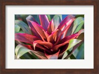 Red And Green Bromeliad Fine Art Print