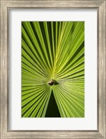 Fan Palm Fine Art Print