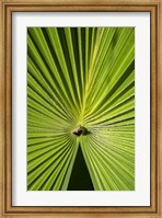 Fan Palm Fine Art Print