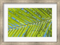 Areca Palm Fine Art Print