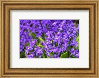 Purple Hyacinth Fine Art Print