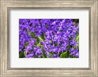 Purple Hyacinth Fine Art Print