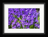Purple Hyacinth Fine Art Print
