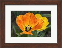 Orange Tulip And Double Daffodil Fine Art Print
