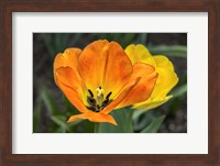 Orange Tulip And Double Daffodil Fine Art Print