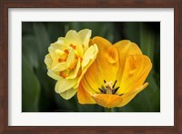 Orange Darwin Hybrid Tulip And Double Daffodil Fine Art Print