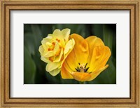 Orange Darwin Hybrid Tulip And Double Daffodil Fine Art Print