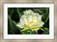 White Exotic Emperor Tulip Fine Art Print