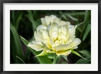 White Exotic Emperor Tulip Fine Art Print