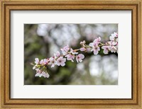 Branch Of Cherry Blossoms Fine Art Print