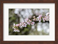 Branch Of Cherry Blossoms Fine Art Print