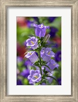 Campanula, Canterbury-Bells Fine Art Print