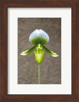 Magnificum Orchid Fine Art Print