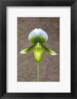 Magnificum Orchid Fine Art Print