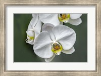 White Orchid Fine Art Print