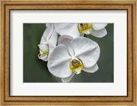 White Orchid Fine Art Print