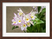 Apple Blossom, Iwanagara Orchid Fine Art Print