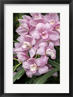 Pink Orchid Fine Art Print