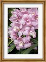 Pink Orchid Fine Art Print