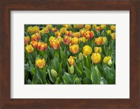 Beauty Of Spring Darwin Hybrid Tulip Fine Art Print