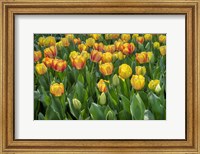 Beauty Of Spring Darwin Hybrid Tulip Fine Art Print