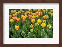 Beauty Of Spring Darwin Hybrid Tulip Fine Art Print