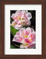 Pink Double Early Tulip Fine Art Print