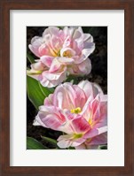 Pink Double Early Tulip Fine Art Print