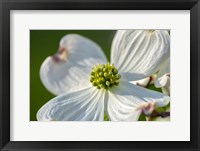 White Dogwood Flowers Fine Art Print