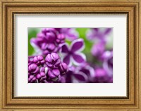 Purple Lilac Fine Art Print